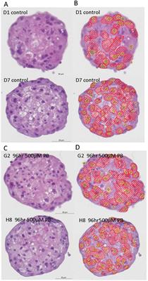 Artificial intelligence driven image analysis identifies phenobarbital induced hepatocyte hypertrophy in liver microtissues across species